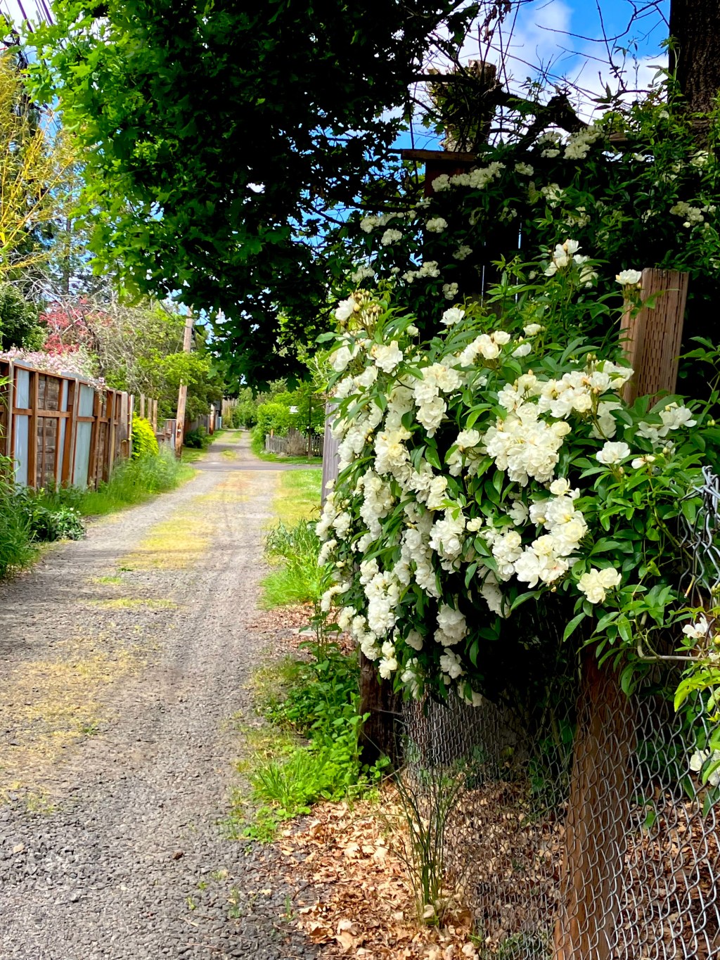 How these alleys&nbsp;beckon