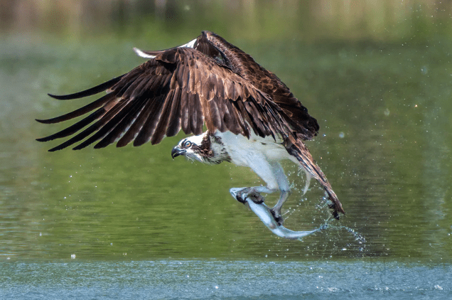Thread painting birds: an osprey project