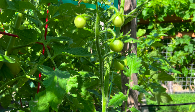 Pressure treated wood won’t harm the veggies, research shows