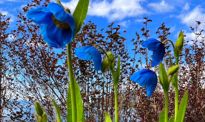 Himalayan blues in my yard? That’s a high bar