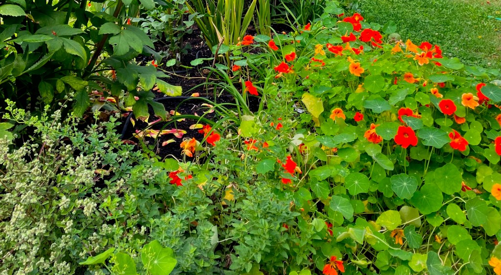 Hummers sip from nasturtiums